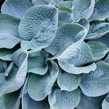 Хоста Hosta ‘Big Daddy’